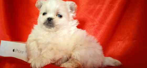 Мальчик крем Донецк