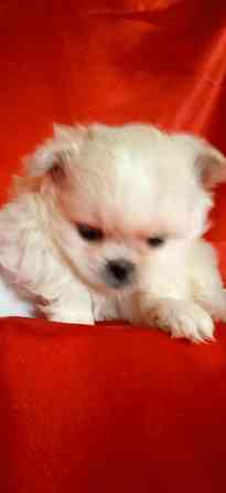 Мальчик крем Донецк