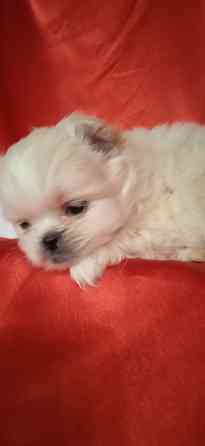 Мальчик крем Донецк