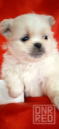 Мальчик крем Донецк - изображение 1