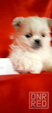 Мальчик крем Донецк - изображение 3