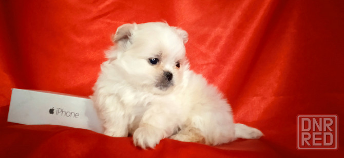 Мальчик крем Донецк - изображение 7