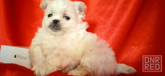 Мальчик крем Донецк - изображение 6