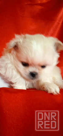 Мальчик крем Донецк - изображение 4