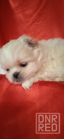 Мальчик крем Донецк - изображение 2