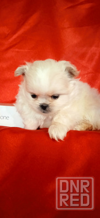 Мальчик крем Донецк - изображение 8