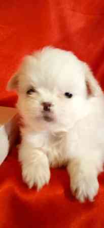 нежность-белоснежность Донецк