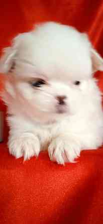 нежность-белоснежность Донецк