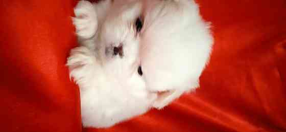 нежность-белоснежность Донецк