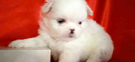 нежность-белоснежность Донецк