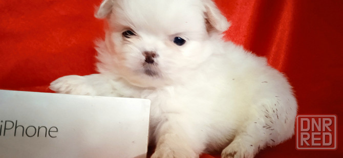 нежность-белоснежность Донецк - изображение 7