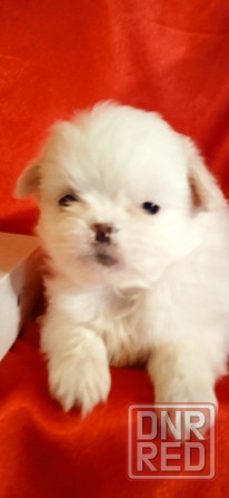 нежность-белоснежность Донецк - изображение 2