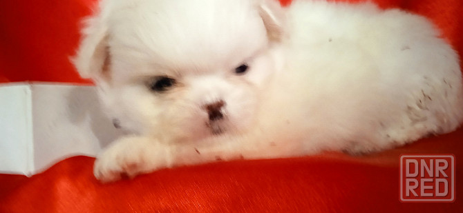 нежность-белоснежность Донецк - изображение 5