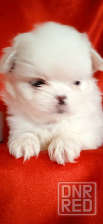 нежность-белоснежность Донецк - изображение 1