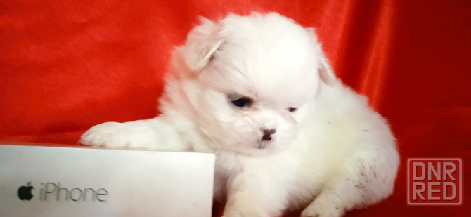 нежность-белоснежность Донецк - изображение 8