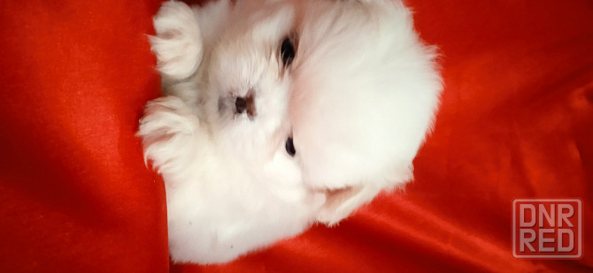 нежность-белоснежность Донецк - изображение 3