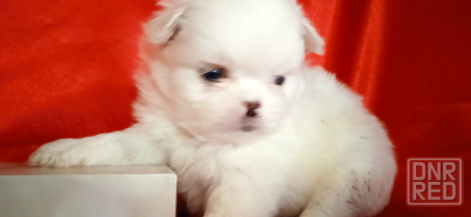 нежность-белоснежность Донецк - изображение 6