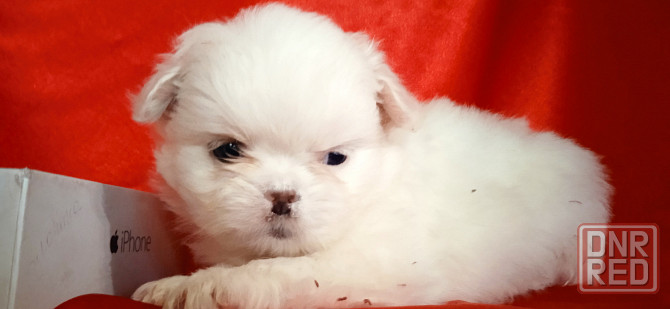 нежность-белоснежность Донецк - изображение 4