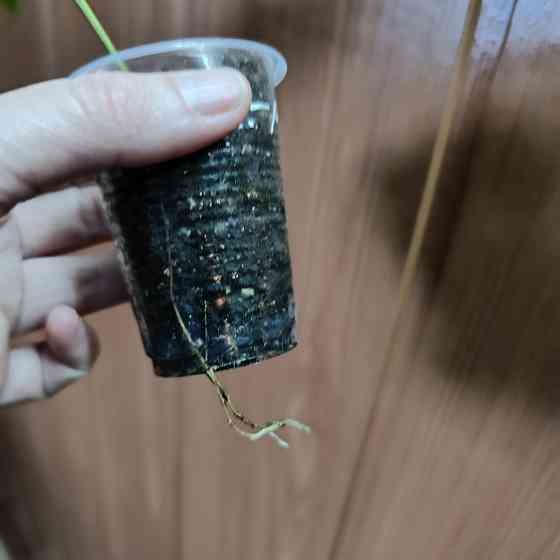 Циссус Донецк