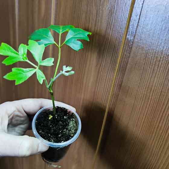 Циссус Донецк