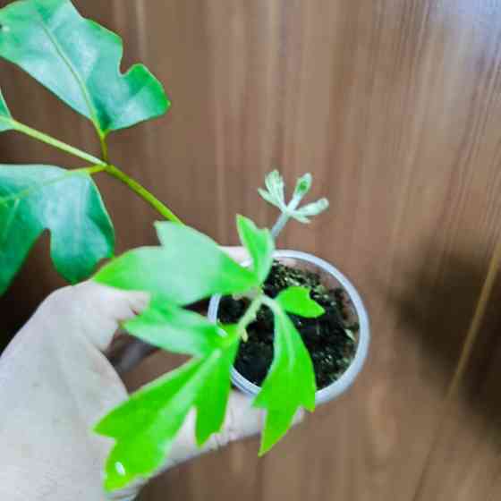 Циссус Донецк