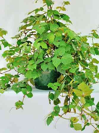 Циссус Донецк