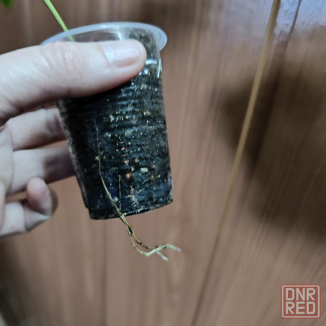 Циссус Донецк - изображение 4