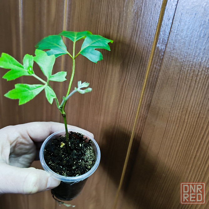 Циссус Донецк - изображение 2