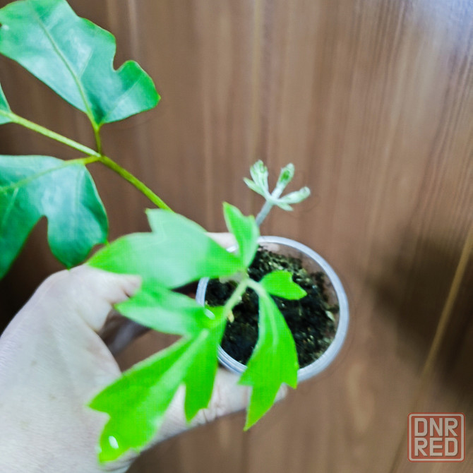 Циссус Донецк - изображение 3