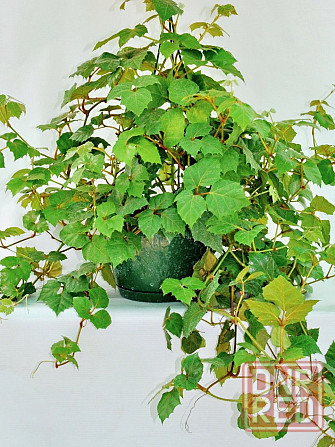 Циссус Донецк - изображение 1