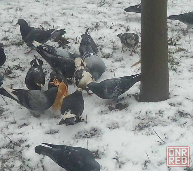 "Елена Симонян" цветы на даче Донецк - изображение 1