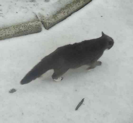 "Шаболда" на порядок меньше Донецк