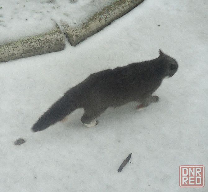 "Шаболда" на порядок меньше Донецк - изображение 1