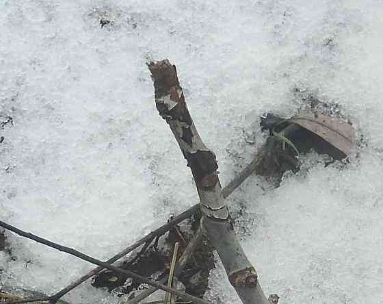 Ведьма в "Калуше" молоком Донецк