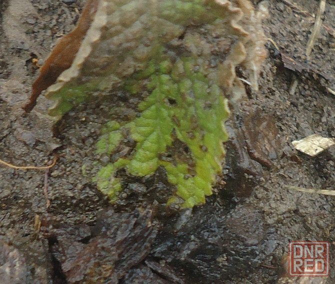 Товарищ ноль, Цоя синтезатор Донецк - изображение 1