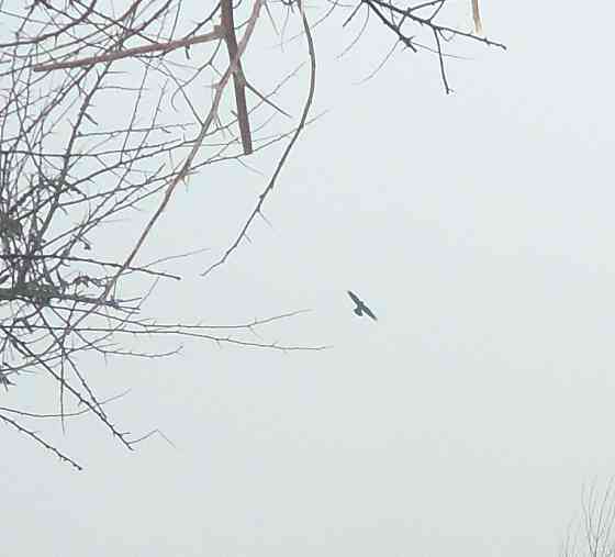 Алко "масло" пролило в центре Донецк