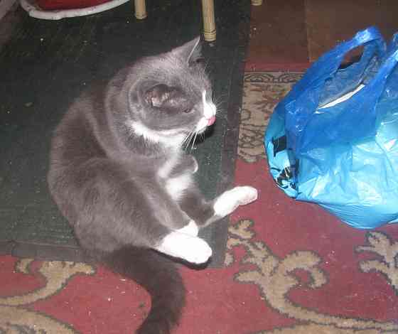 Заму* выъ' длиноногий господі Донецк