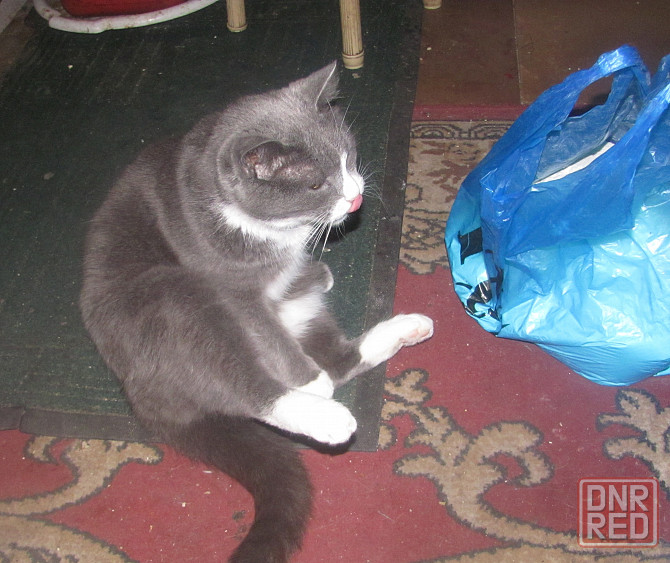 Заму* выъ' длиноногий господі Донецк - изображение 1