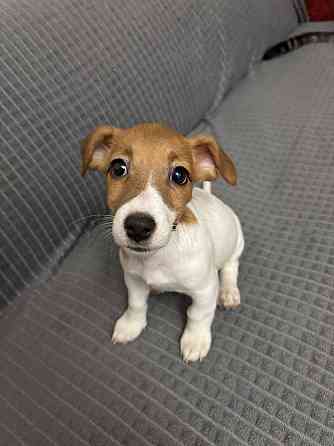 Джек Рассел терьер Харцызск