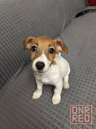 Джек Рассел терьер Харцызск - изображение 1