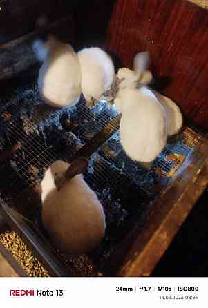 Продам кроликов (живой вес и тушки) Снежное