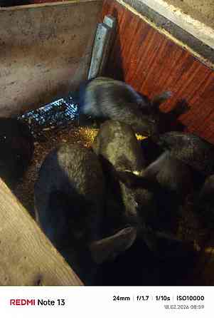 Продам кроликов (живой вес и тушки) Снежное