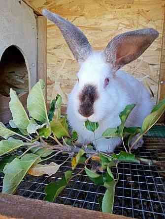 Продам кроликов (живой вес и тушки) Снежное