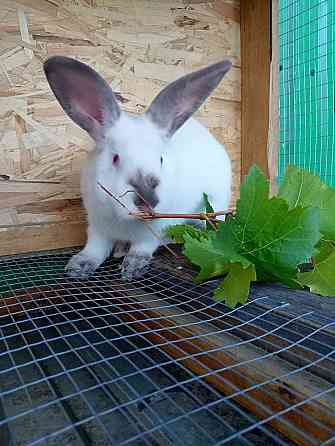Продам кроликов (живой вес и тушки) Снежное