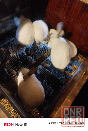 Продам кроликов (живой вес и тушки) Снежное - изображение 5