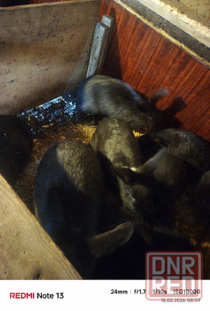 Продам кроликов (живой вес и тушки) Снежное - изображение 4