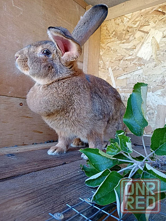 Продам кроликов (живой вес и тушки) Снежное - изображение 3