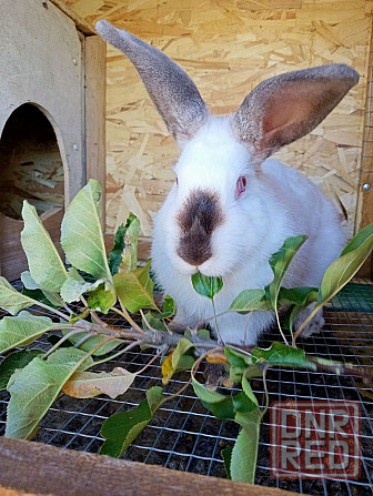 Продам кроликов (живой вес и тушки) Снежное - изображение 1