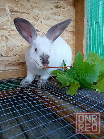 Продам кроликов (живой вес и тушки) Снежное - изображение 2
