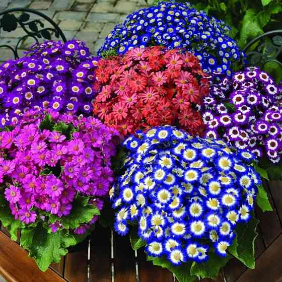 Цветы: Тюльпаны, Цинерария, Гиацинт. Донецк